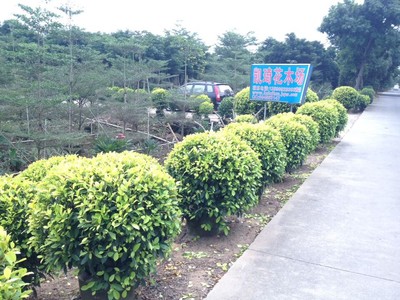 黄榕球-中山市板芙镇凯琦花木场提供黄榕球的相关介绍、产品、服务、图片、价格山管兰,银边草,排骨草,夹竹桃,七彩大红花,、中山细叶榕、中山黄榕球、中山黄金叶、中山秋枫、中山老人葵、中山九里香、中山鸡蛋花、中山花叶良姜、中山红车、中山绿化工程公司、鸭脚木、美人蕉、中东海枣、羊蹄甲、花叶姜、山管兰、银边草、排骨草、夹竹桃、七彩大红花、黄金香柳、垂榕柱、黄金榕、细叶榕、黄榕球、黄金叶、秋枫、老人葵、九里香、鸡蛋花、花叶良姜、红车、绿化工程公司、中山细叶榄仁、